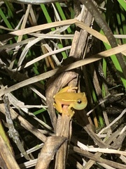 Dendropsophus bifurcus