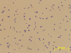 Pseudomonas