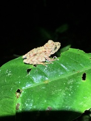 Pristimantis rubicundus