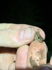 Pristimantis trachyblepharis