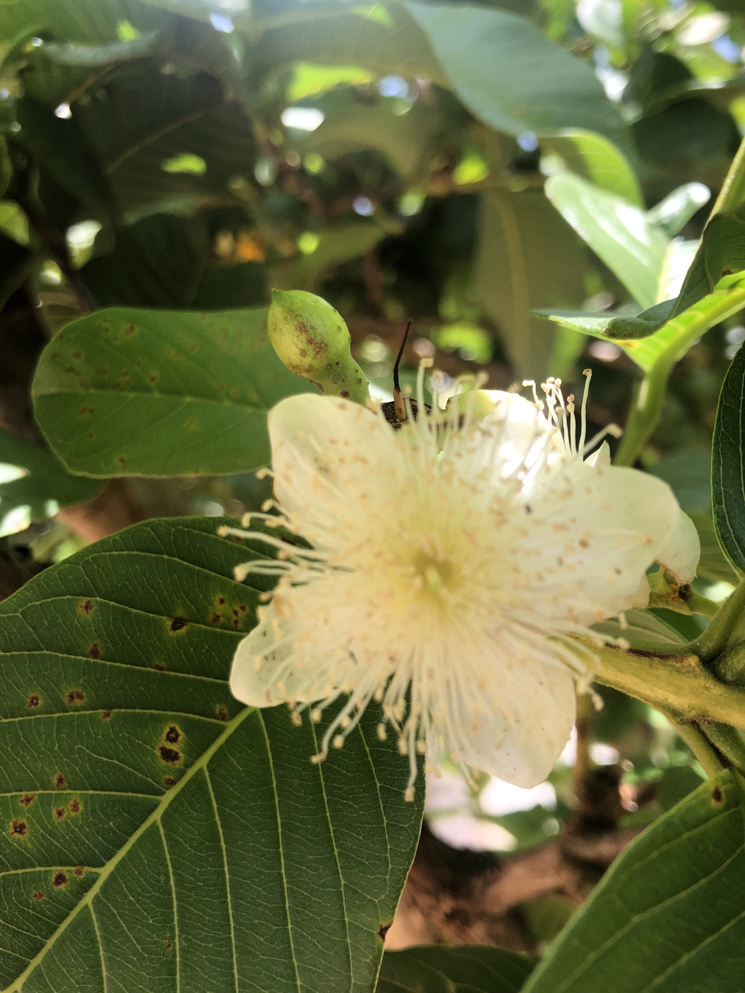 Psidium guajava