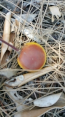 Sapotaceae