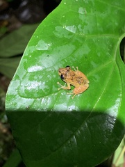 Pristimantis mallii