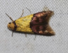 Hemibela oxyptera
