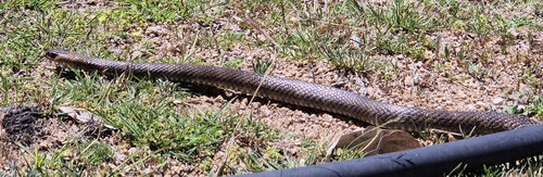 Eastern Brown Snake sighting