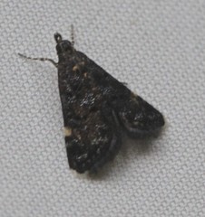 Heliothela