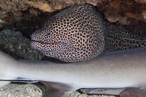 Gevlekte reuzenmurene (Gymnothorax isingteena) — Muraenidae — 4