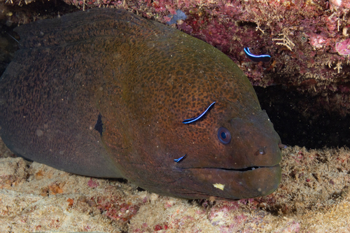 Giant Moray Eel
