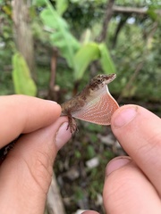 Brown-Eared Anole photo 3