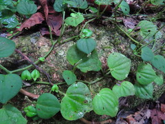 Peperomia serpens