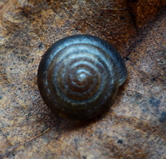 Perforatella bidentata