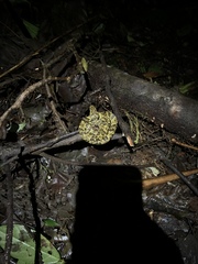 Bothrops taeniatus