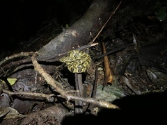 Bothrops taeniatus