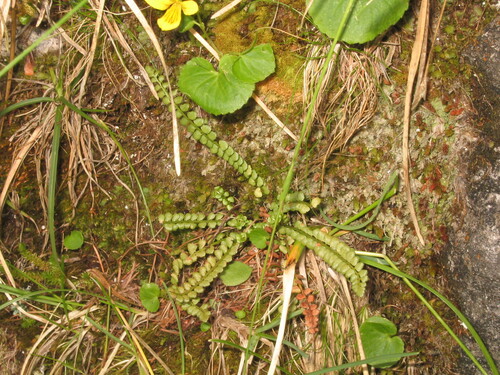 Green spleenwort (Asplenium viride)
