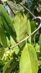 Rauvolfia