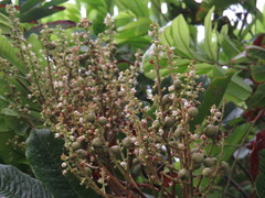 Diploglottis smithii