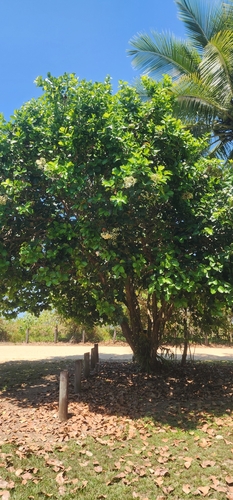 Syzygium forte, photograph 1