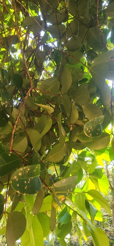 Syzygium forte, photograph 2