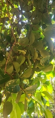 Syzygium forte, photograph (c) Jane C Frost, some rights reserved (CC BY)