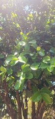 Syzygium forte, photograph (c) Jane C Frost, some rights reserved (CC BY)
