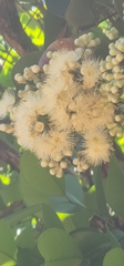 Syzygium forte, photograph (c) Jane C Frost, some rights reserved (CC BY)