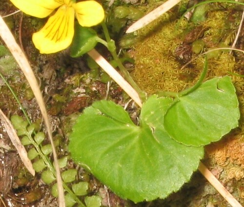 Viola biflora iNat (2)