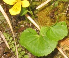 Alpine Violet (Viola biflora)