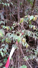 Leptolaena abrahamii