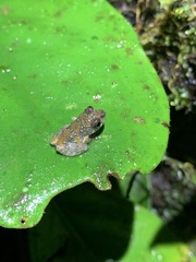 Pristimantis ventrimarmoratus