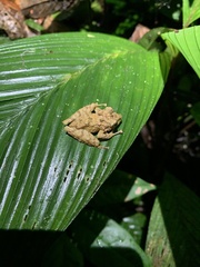 Pristimantis rubicundus