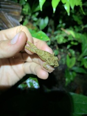 Pristimantis rubicundus