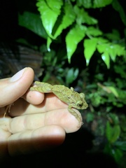 Pristimantis rubicundus