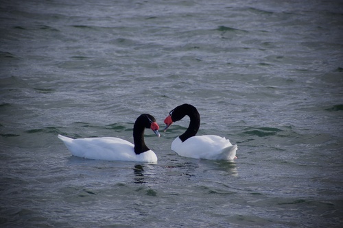Cygne à cou noir