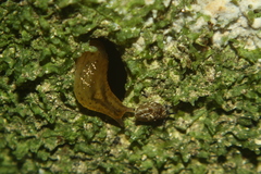 Phacussa lucetta