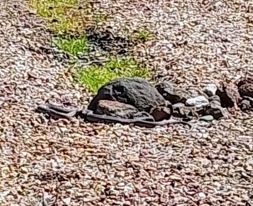 Lowlands Copperhead sighting