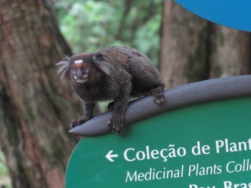 Common × Black-tufted-ear Marmoset