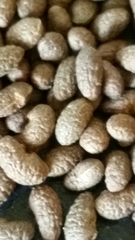 Peponidium