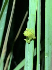 Boana cinerascens