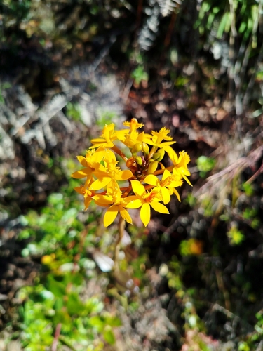 Epidendrum melinanthum, photograph 6