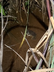 Leptodactylus wagneri