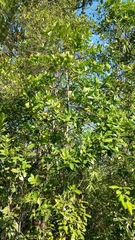 Rauvolfia