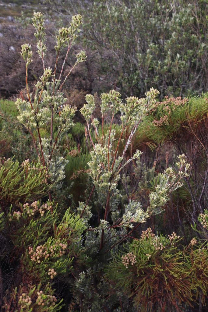 Kirstenbosches Blupse