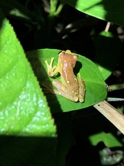 Dendropsophus sarayacuensis