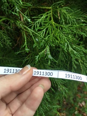 Cupressus × leylandii