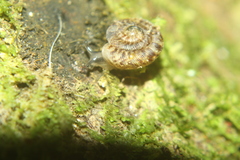 Phacussa lucetta