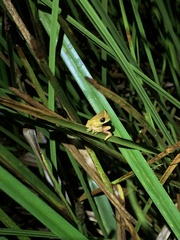 Dendropsophus bifurcus