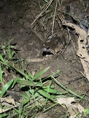 Leptodactylus wagneri