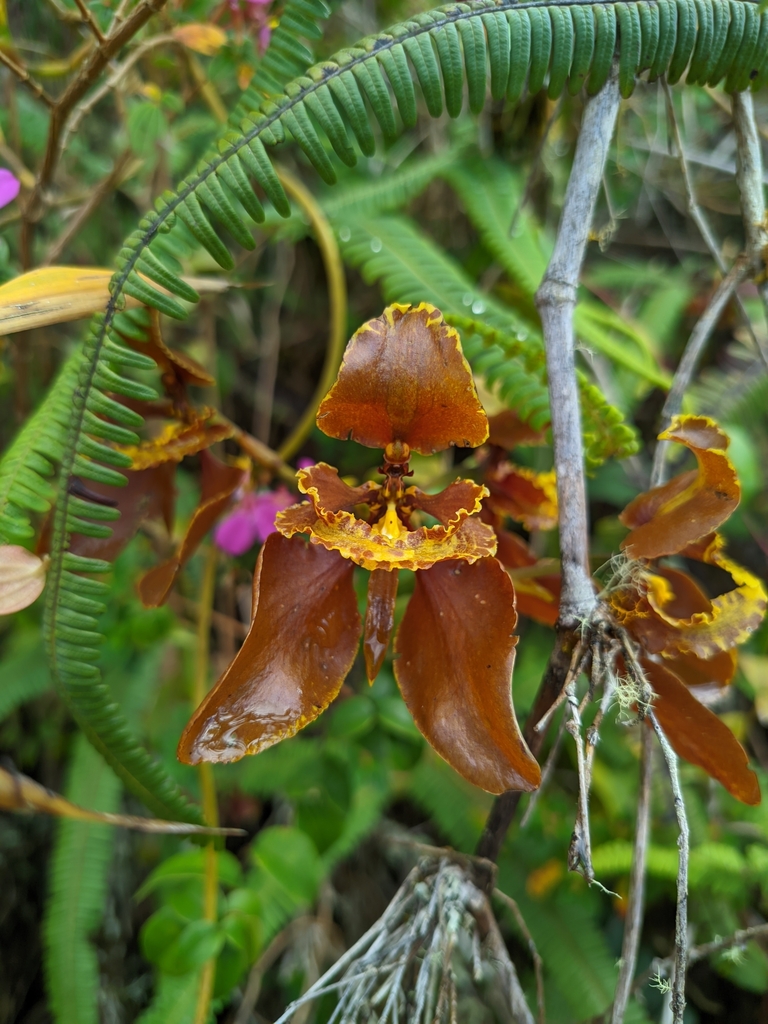 Cyrtochilum annulare