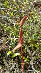 Aloe leandrii image