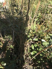 Anthenantia